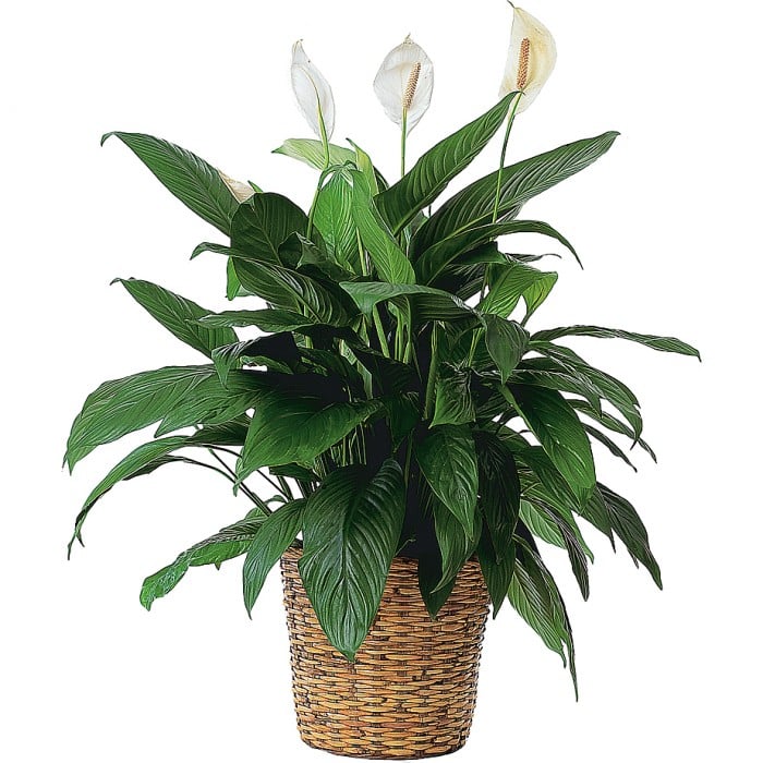 Peace Lily/Madonna Lily/Spathiphyllum Plant: Potted peace lily in a wicker basket.