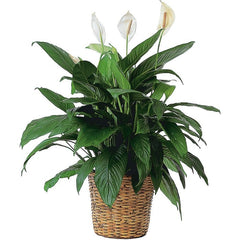 Peace Lily/Madonna Lily/Spathiphyllum Plant: Potted peace lily in a wicker basket.