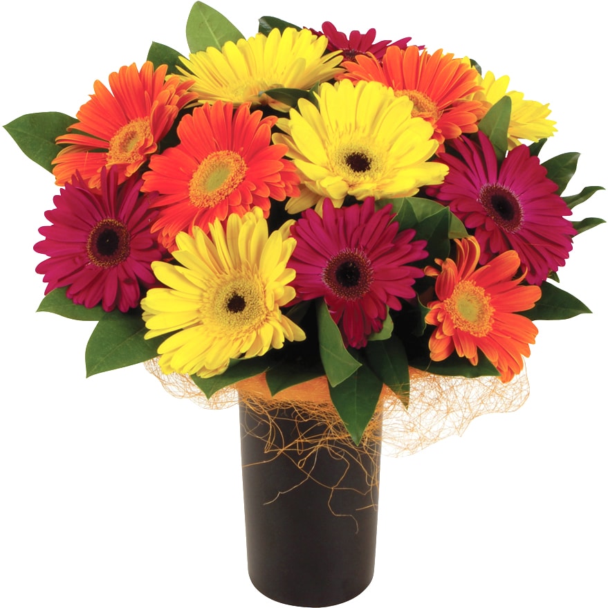 A bold bouquet of red, orange, and yellow gerberas, optionally displayed in a vase, bursting with warm colors.