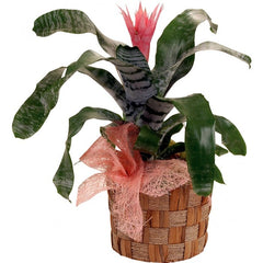 Potted Bromeliad plant in a basket: Potted bromeliad plant in a woven basket.